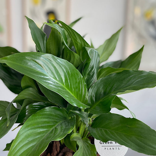 Peace Lily in Large Gerti Pot Speckled White