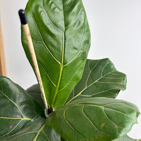 Ficus Lyrata Fiddle Leaf Fig 180mm