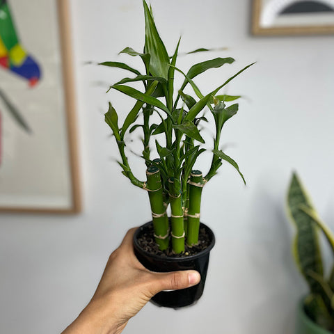 Dracaena Sanderiana Lucky Bamboo 100mm