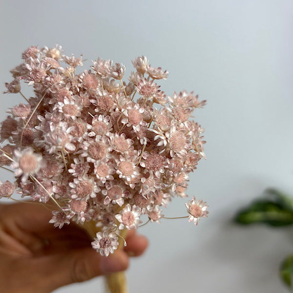 Preserved Spring Star Flowers Pastel Pink