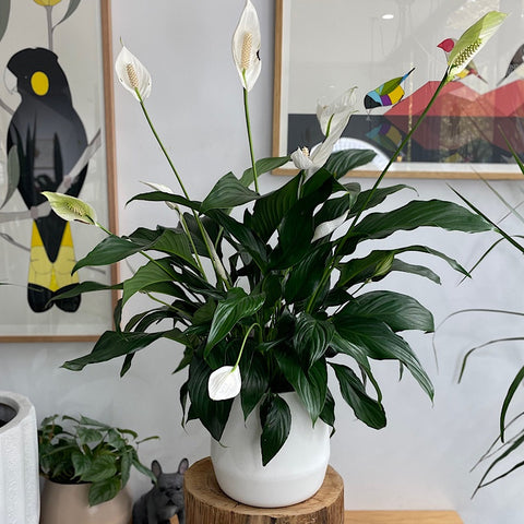 Peace Lily in Large Juno Pot White