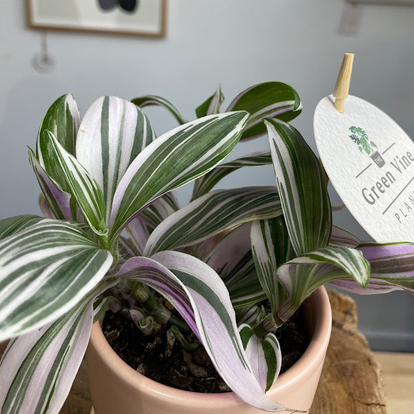 Tradescantia in Mini Tulip Pot Blush