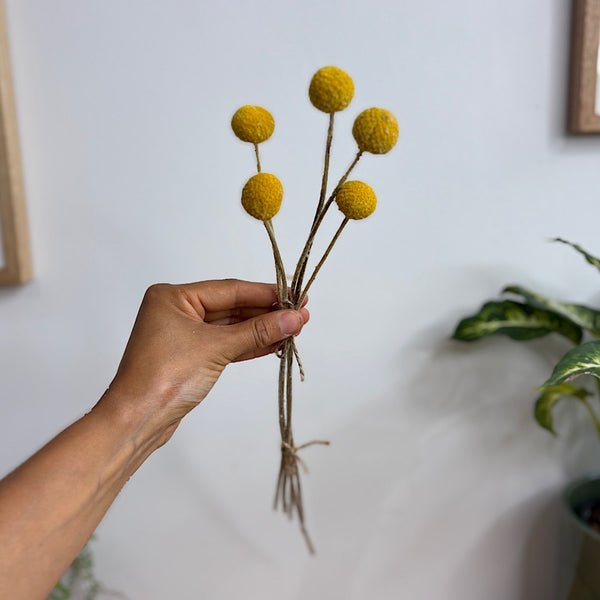 Preserved Billy Buttons