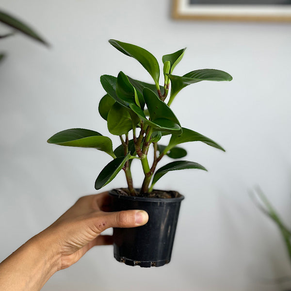Peperomia Obtusifolia Jade 100mm