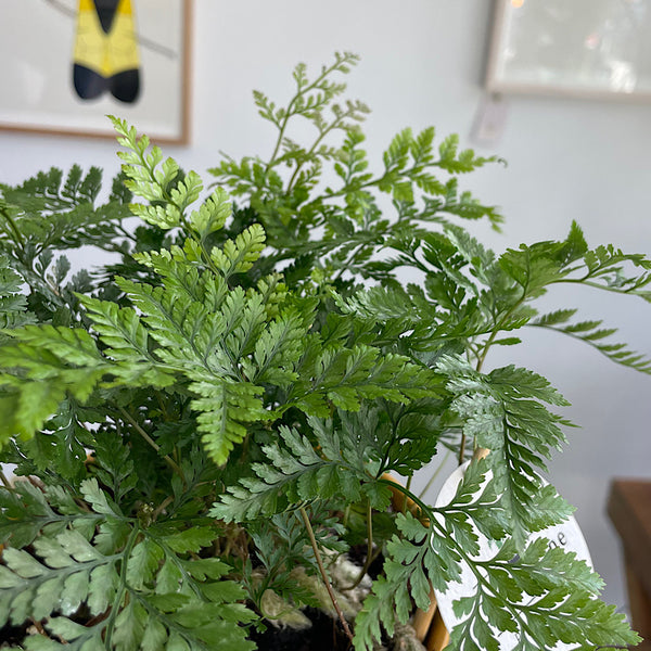 Rabbits Foot Fern in Small Hamburg Pot Tobacco