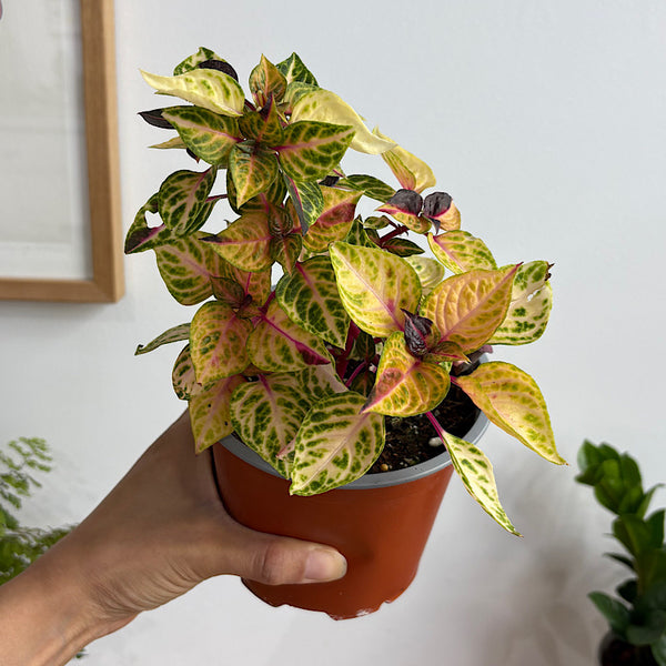 Iresine Variegated 130mm