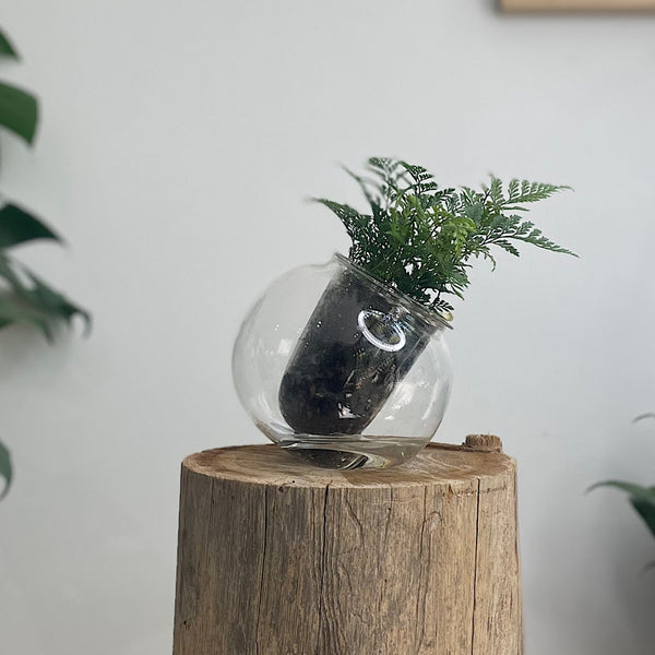 Rabbits Foot Fern in Medium Tilted Self Watering Glass Pot