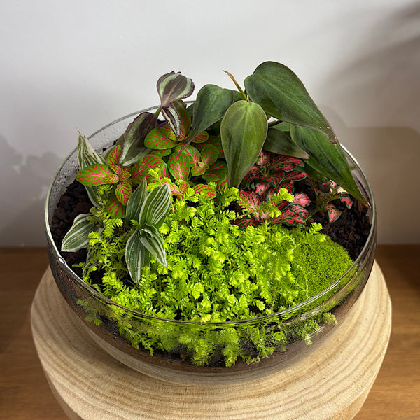 Enclosed Squat Dome Terrarium #2906