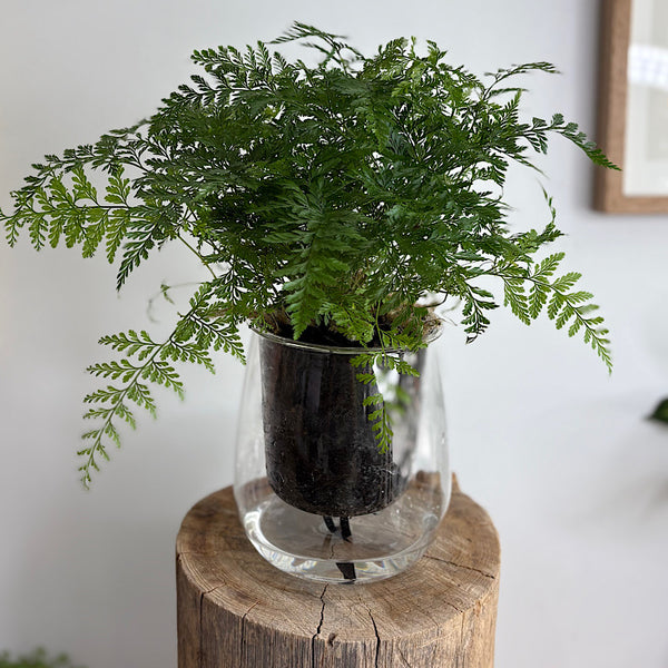 Rabbits Foot Fern in Large Clear Self Watering Glass Pot