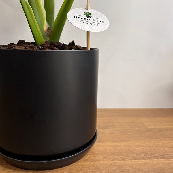 Monstera Deliciosa in Large Oslo Pot Jet Black