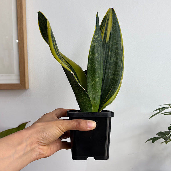 Sansevieria Golden Flame Snake Plant 100mm
