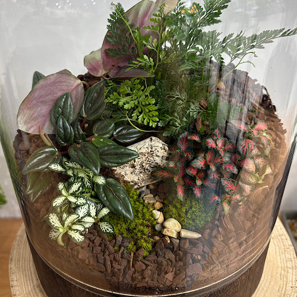 Large Helga Terrarium with Lush Forrest with Timber Base and Ball #1510