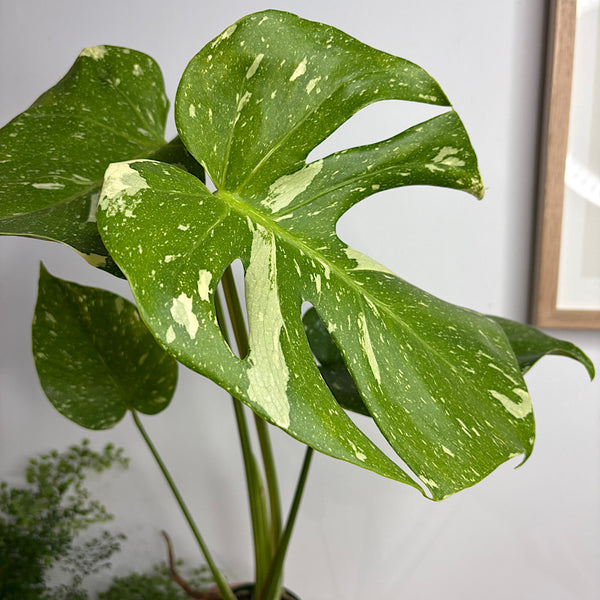 Monstera Thai Constellation Variegated Monstera 100mm