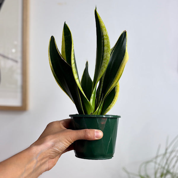 Sansevieria Trifasciata Black Gold Snake Plant 100mm