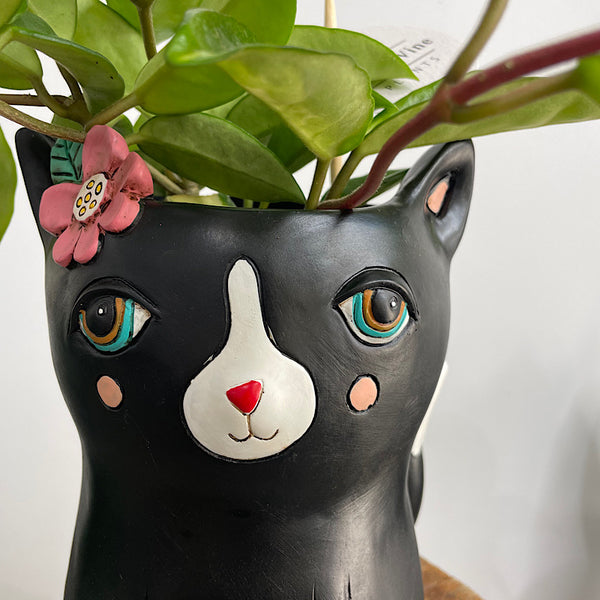 Hoya Carnosa in Black Pretty Kitty Pot