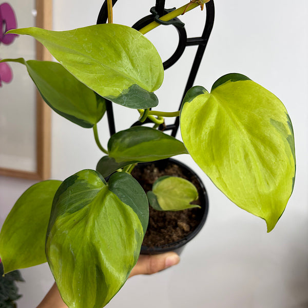 Philodendron Hederaceum Brasil 120mm