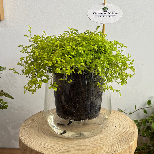 Golden Club Moss in Large Self Watering Glass Pot