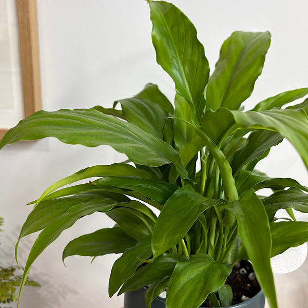 Peace Lily in Small Oslo Pot Navy