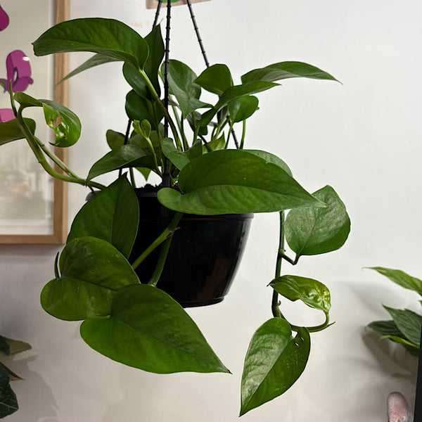 Epipremnum Aureum Green Dragon 200mm