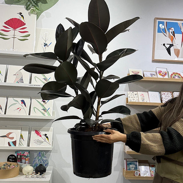 Ficus Elastica Burgundy Indian Rubber Tree 300mm