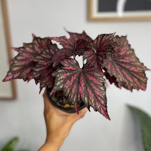 Begonia Rex Bewitched 130mm