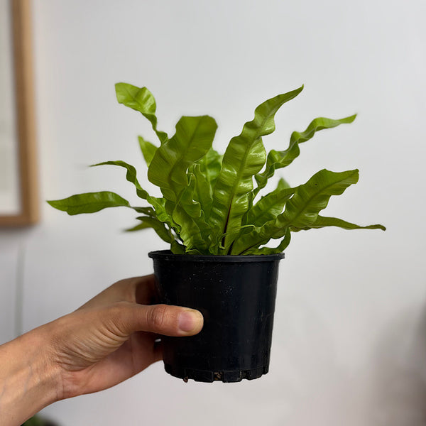 Asplenium Birds Nest Fern 100mm