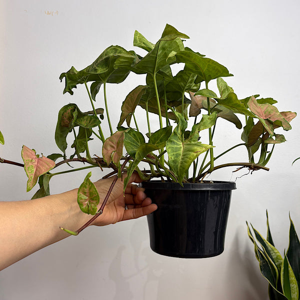 Syngonium Margarita 155mm