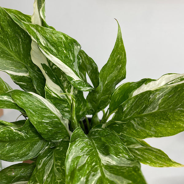 Spathiphyllum Domino Variegated Peace Lily 100mm