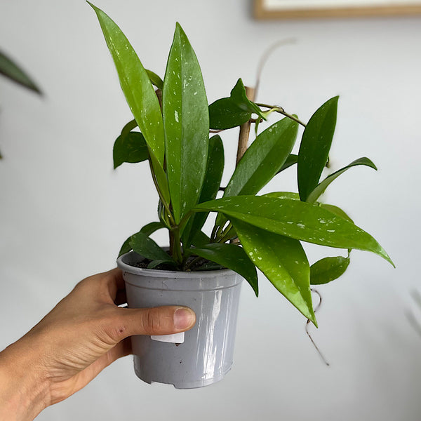 Hoya Pubicalyx 105mm