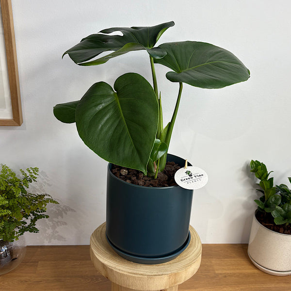 Monstera Deliciosa in Large Oslo Pot Navy