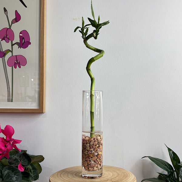 Curly Lucky Bamboo Stem in Vase with Pebbles