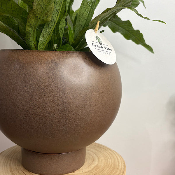 Crocodile Fern in Large Orbit Pot Coffee