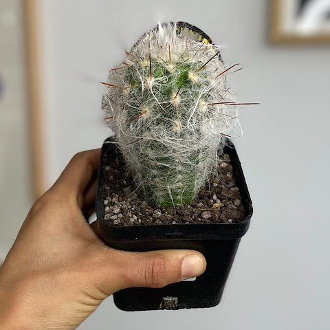 Old Man of the Mountain Cactus 100mm