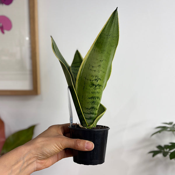 Sansevieria Trifasciata Snow Snake Plant 80mm