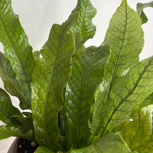 Crocodile Fern in Large Orbit Pot Coffee