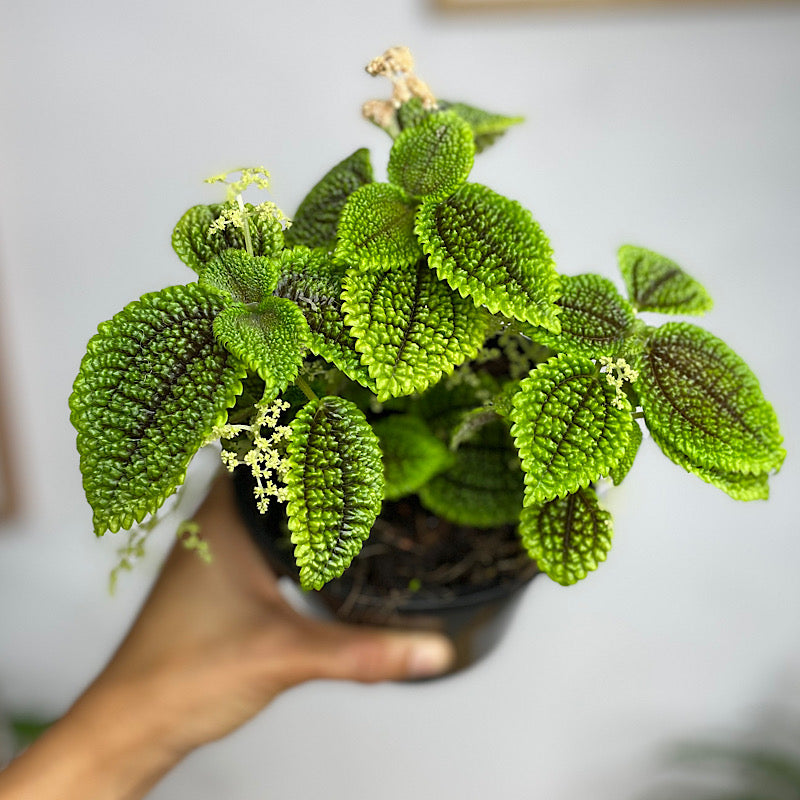 Pilea Involucrata Moon Valley 130mm