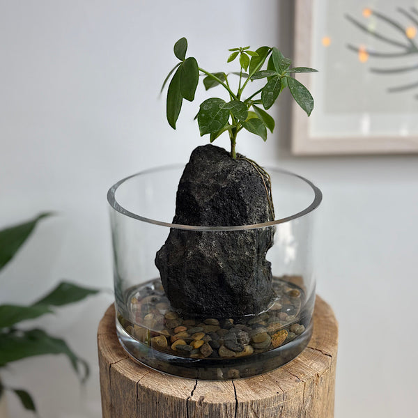 Schefflera Life on the Rocks in Glass Bowl