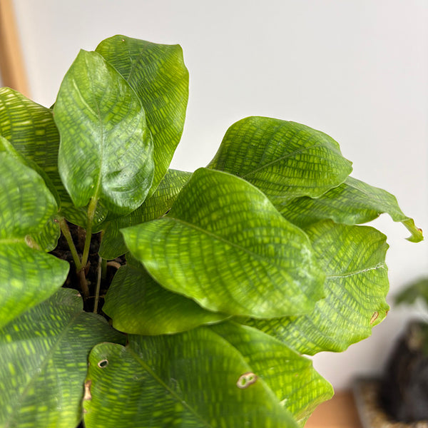 Calathea Musaica 105mm