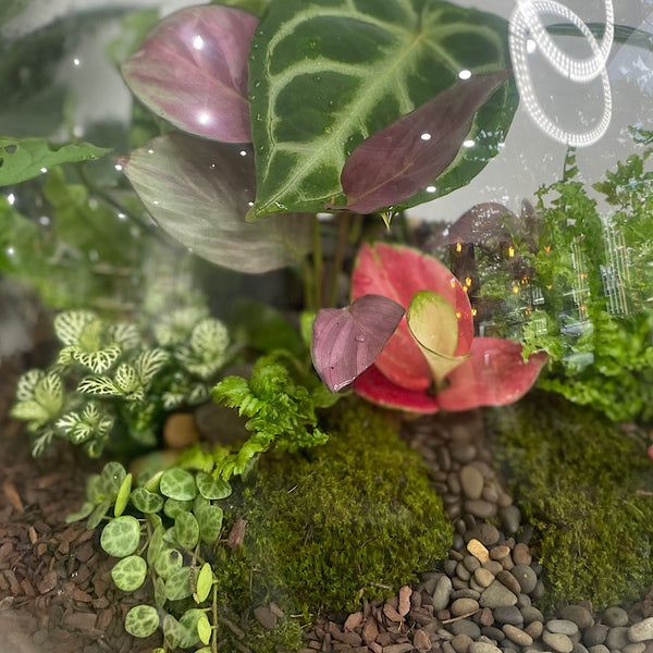 Lush Forest Terrarium Bowl #1312