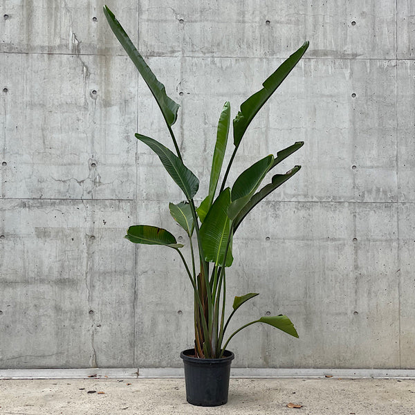 Strelitzia Nicolai Giant Bird of Paradise 300mm