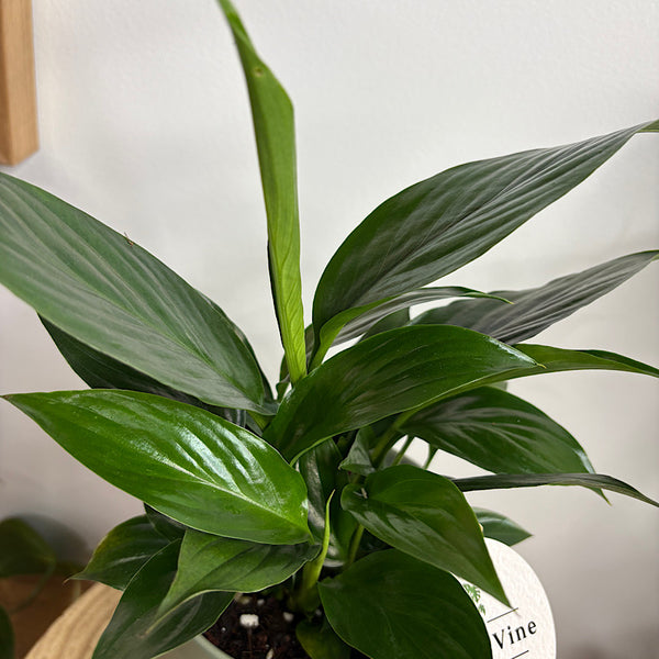 Peace Lily in Small Oslo Pot Eucalyptus
