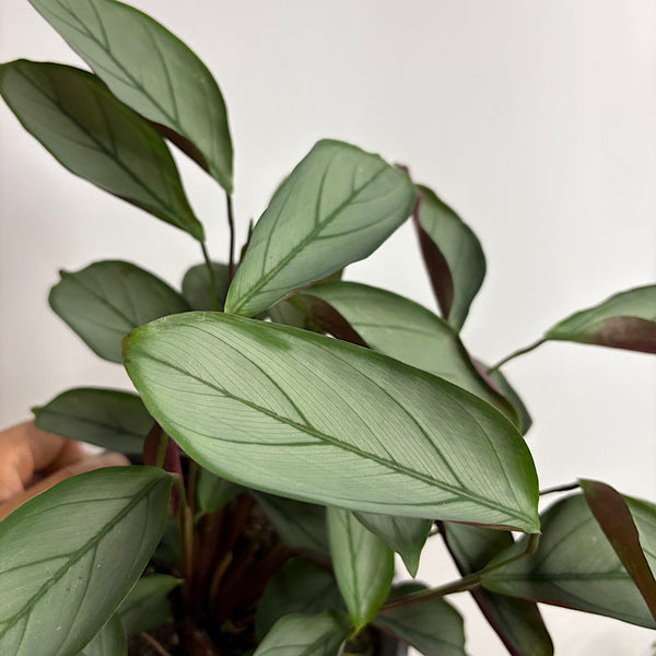 Ctenanthe Grey Star 170mm