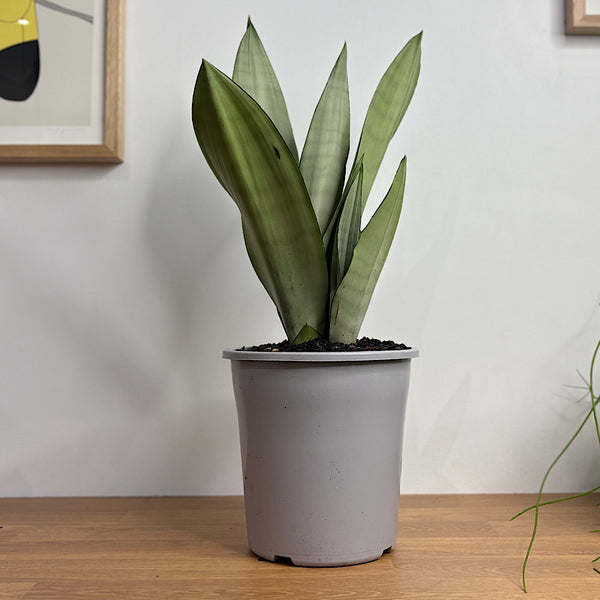 Sansevieria Trifasciata Moonshine Snake Plant 180mm