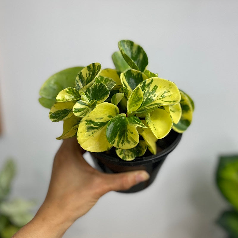 Peperomia Obtusifolia Marble 130mm