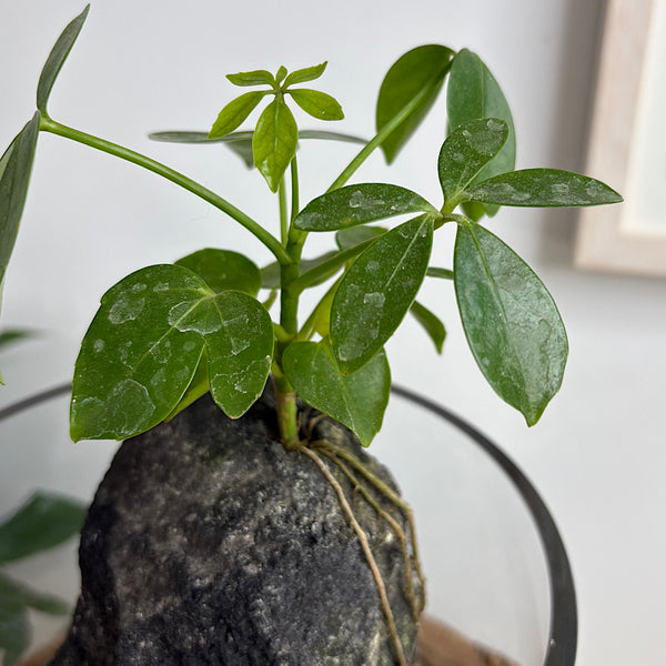Schefflera Life on the Rocks in Glass Bowl