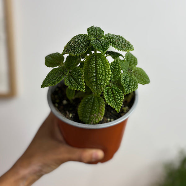 Pilea Involucrata Moon Valley 130mm