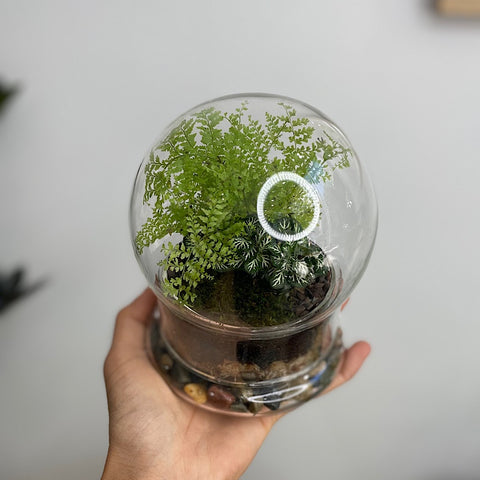 Enclosed Small Snow Globe Dome Terrarium