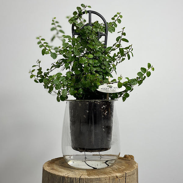 Ficus Ice Caps in Large Clear Self Watering Glass Pot