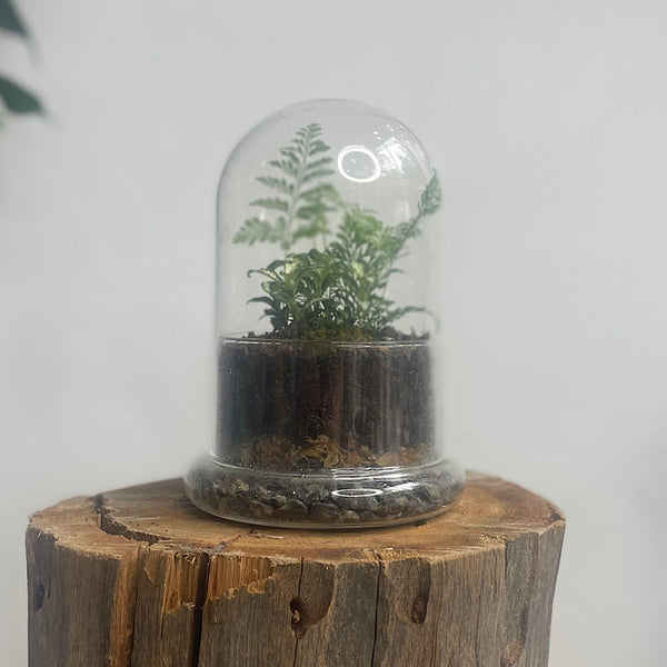 Enclosed Small Dome Terrarium