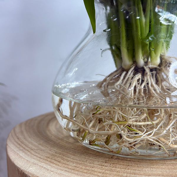 Peace Lily in Posy Squat Vase 15cm
